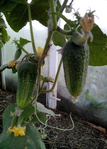 Cucumbers Merry Gnomes: description and characteristics of the variety