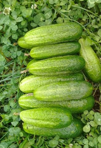 Cucumbers Merry Gnomes: description and characteristics of the variety