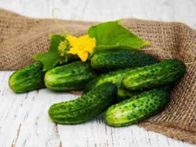 Cucumbers Merry Gnomes: description and characteristics of the variety