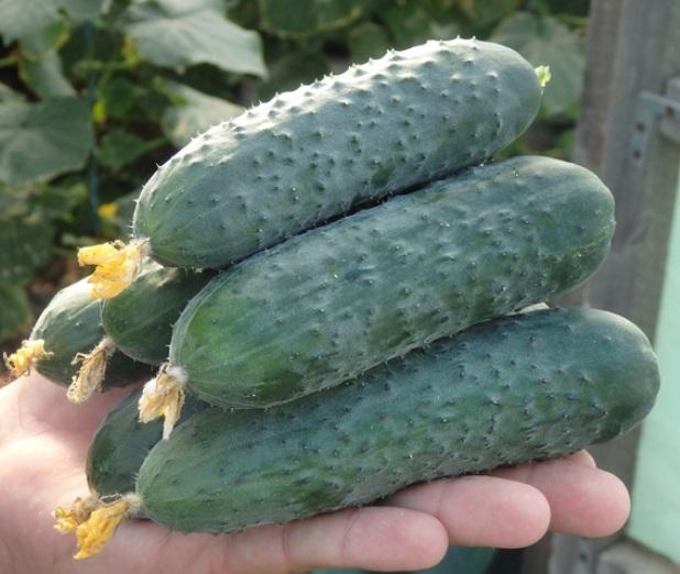 Cucumbers Severin F1: variety description, photo, reviews of gardeners