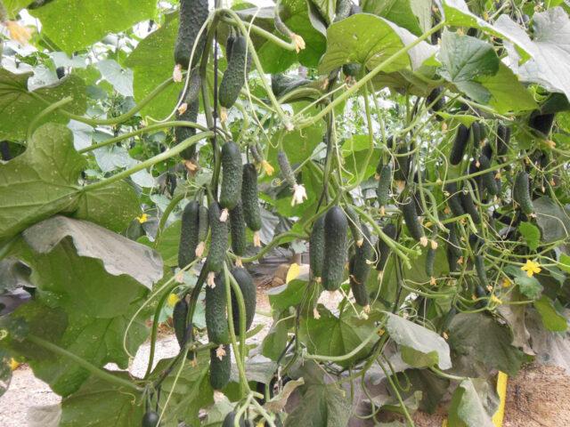 Cucumbers Severin F1: variety description, photo, reviews of gardeners