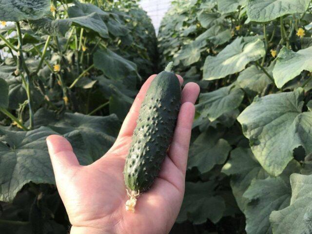 Cucumbers Severin F1: variety description, photo, reviews of gardeners