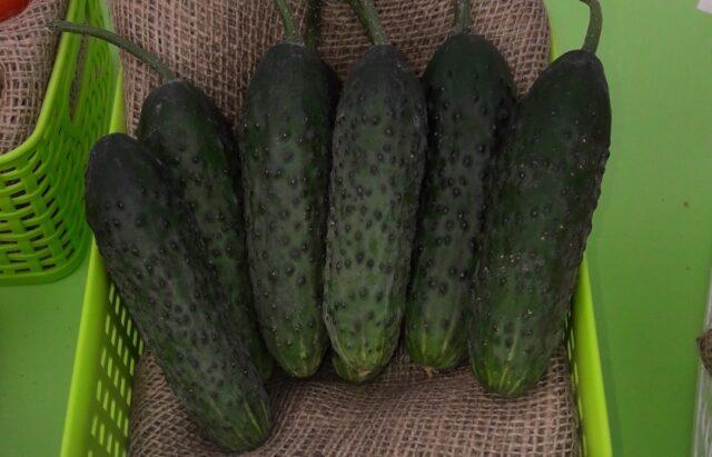 Cucumbers Severin F1: variety description, photo, reviews of gardeners