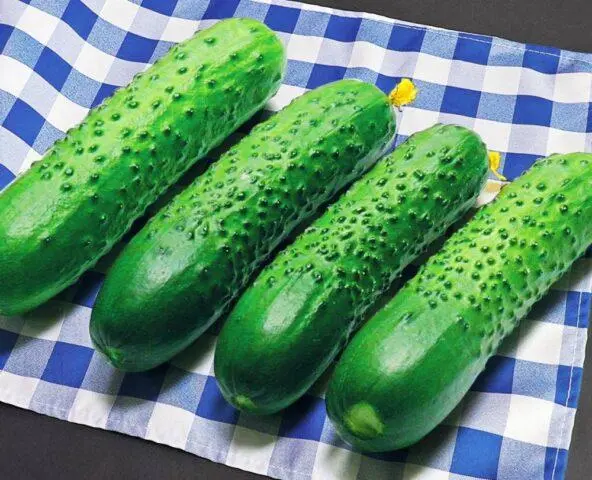 Cucumbers Spino F1: description and characteristics of the variety, photos, reviews