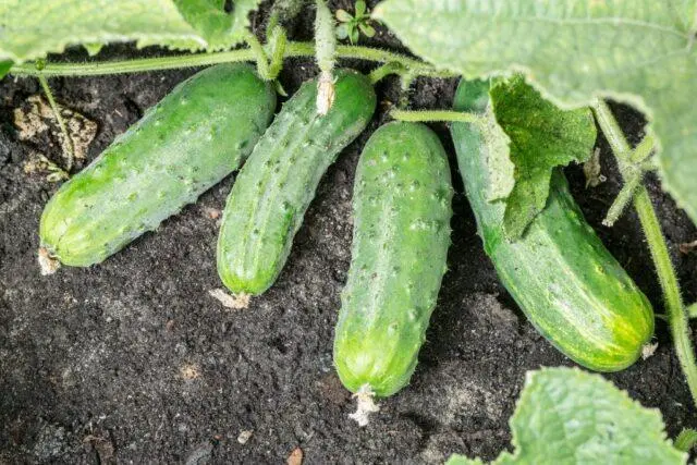 Cucumbers Spino F1: description and characteristics of the variety, photos, reviews