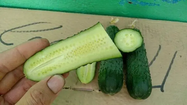 Cucumbers Spino F1: description and characteristics of the variety, photos, reviews