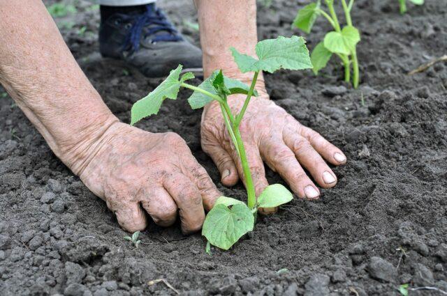 Cucumbers Spino F1: description and characteristics of the variety, photos, reviews