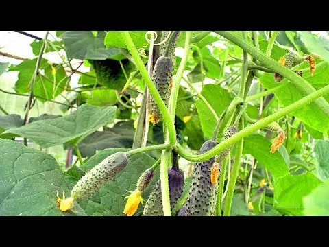 Cucumbers Spino F1: description and characteristics of the variety, photos, reviews