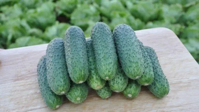 Cucumbers Tchaikovsky F1: variety description, photos, reviews of gardeners