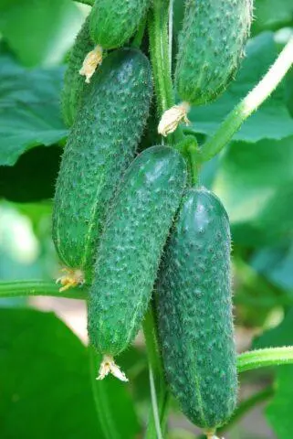 Cucumbers Tchaikovsky F1: variety description, photos, reviews of gardeners