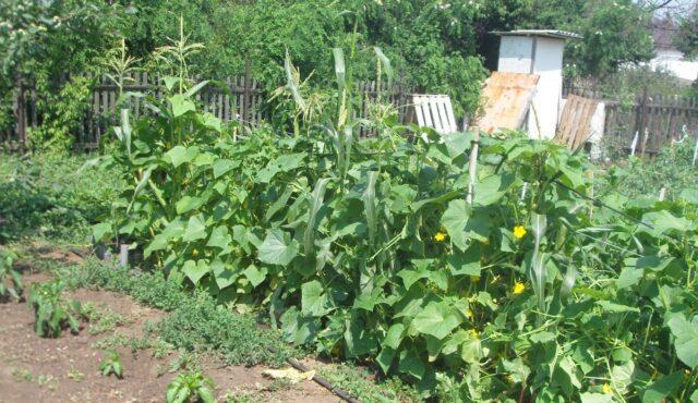 Cucumbers Tchaikovsky F1: variety description, photos, reviews of gardeners