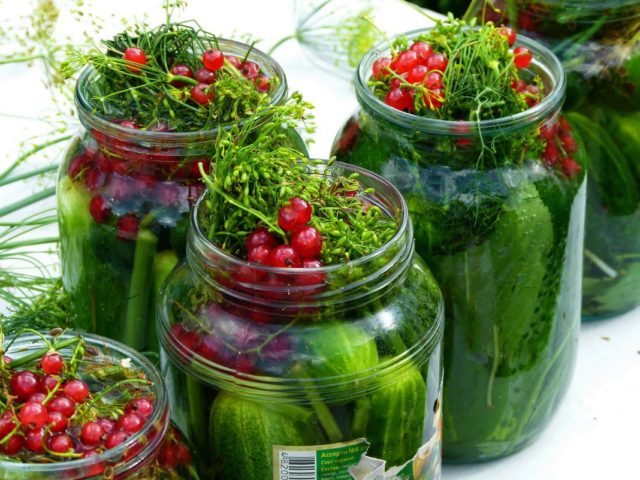 Cucumbers with red currants for the winter: recipes with and without vinegar