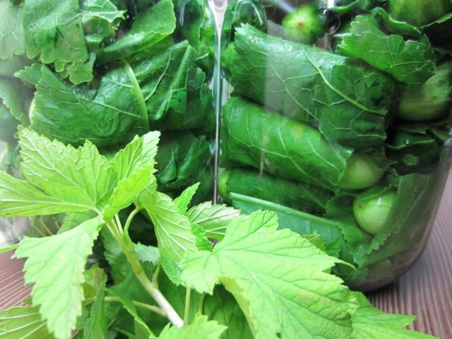 Cucumbers wrapped in horseradish leaves for the winter