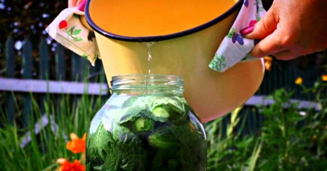 Cucumbers wrapped in horseradish leaves for the winter