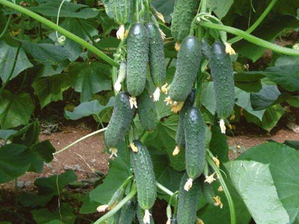 Cucumbers Zyatek and Mother-in-law