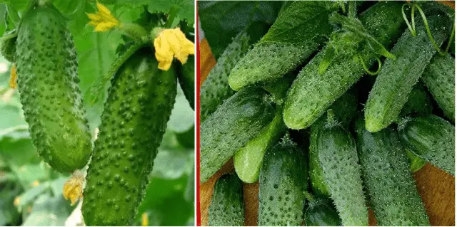 Cucumbers Zyatek and Mother-in-law