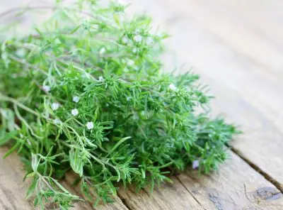 Culinary and health properties of the herb Czubryca