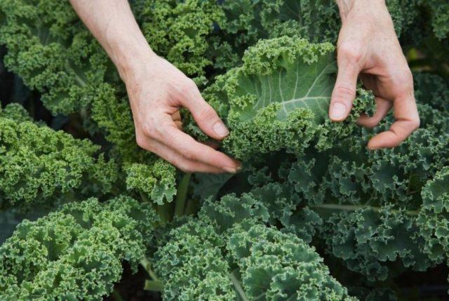 Cultivation and varieties of kale with photos and names