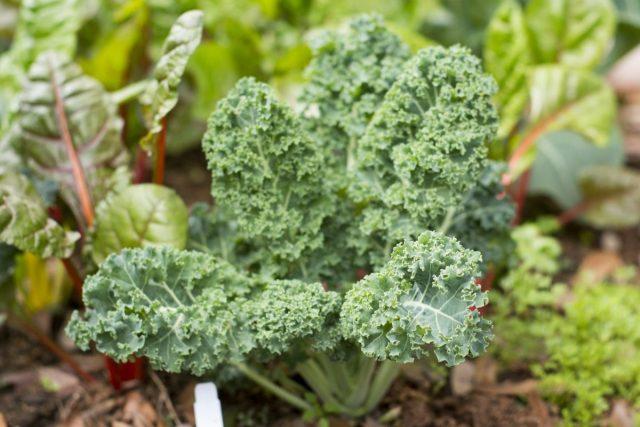 Cultivation and varieties of kale with photos and names