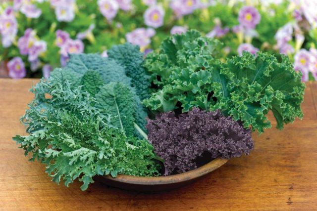 Cultivation and varieties of kale with photos and names