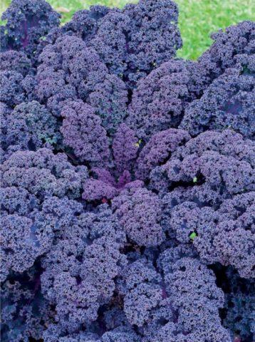 Cultivation and varieties of kale with photos and names