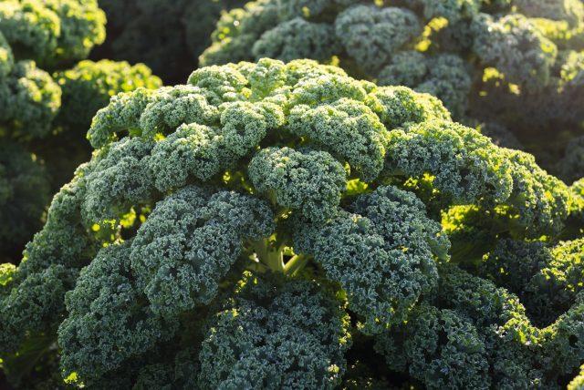 Cultivation and varieties of kale with photos and names