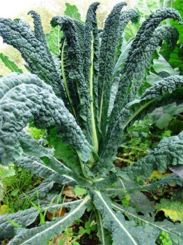 Cultivation and varieties of kale with photos and names