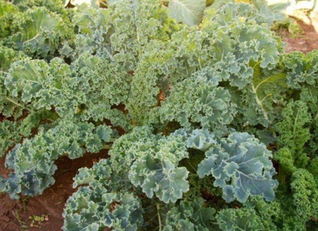 Cultivation and varieties of kale with photos and names