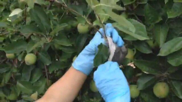 Cultivation of apple trees by cuttings