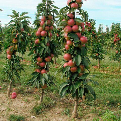 Cultivation of apple trees by cuttings