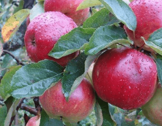 Cultivation of apple trees by cuttings