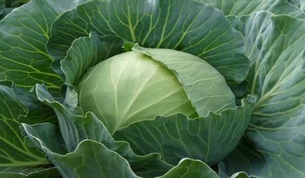 Cultivation of cabbage in the open field: technique, video