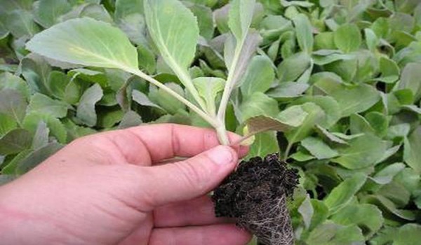 Cultivation of cabbage in the open field: technique, video