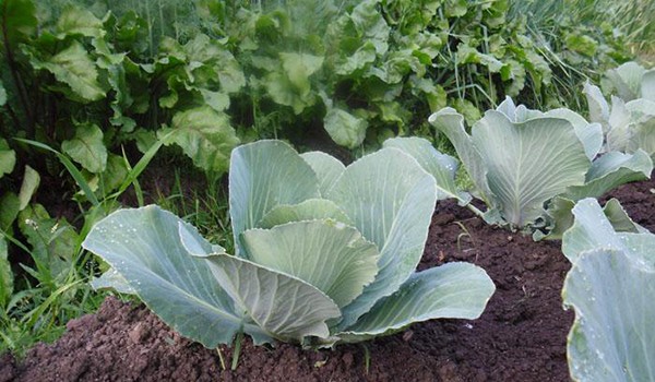 Cultivation of cabbage in the open field: technique, video