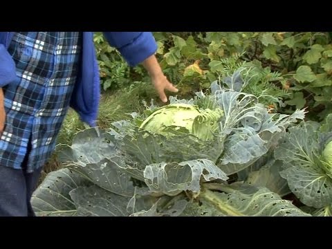 Cultivation of cabbage in the open field: technique, video