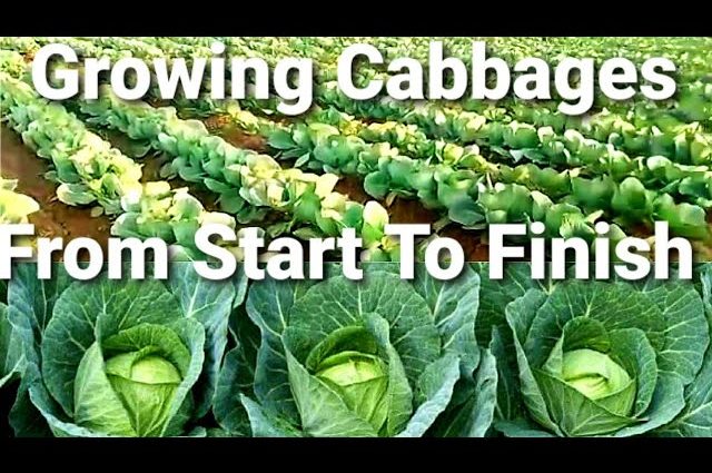 Cultivation of cabbage in the open field: technique, video