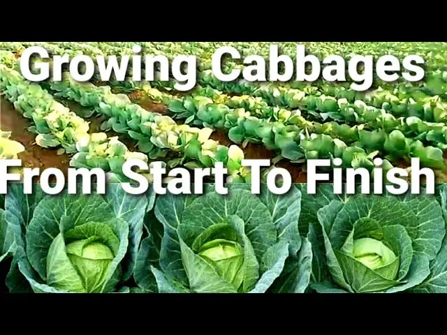 Cultivation of cabbage in the open field: technique, video