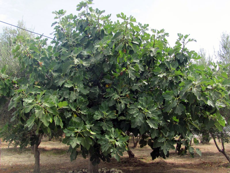 Cultivation of figs in the southern and northern regions