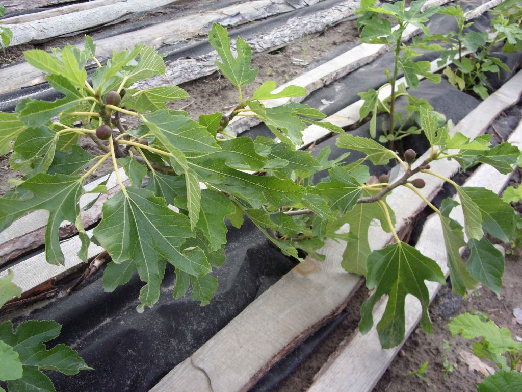 Cultivation of figs in the southern and northern regions