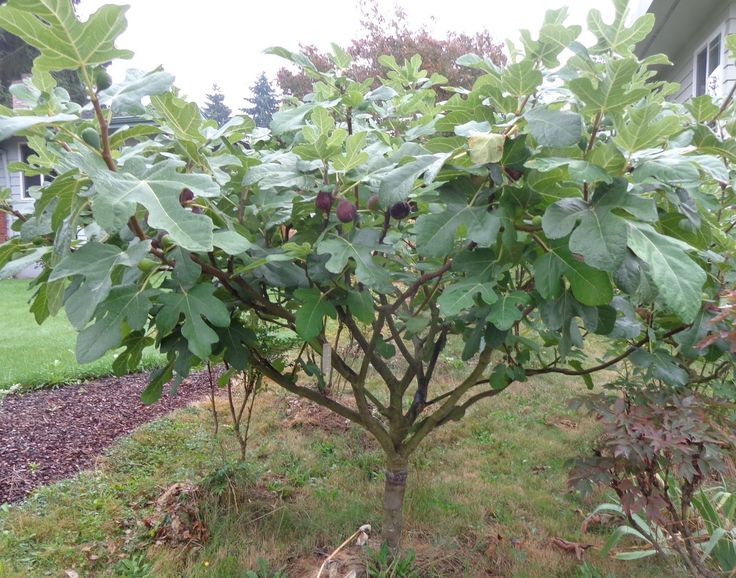 Cultivation of figs in the southern and northern regions