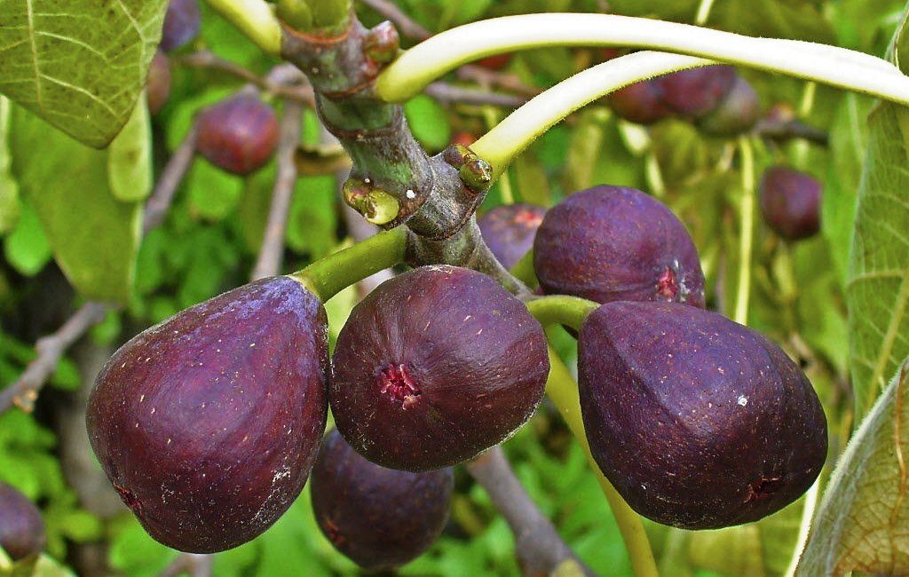 Cultivation of figs in the southern and northern regions