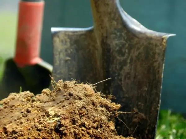 Cultivation of figs in the southern and northern regions