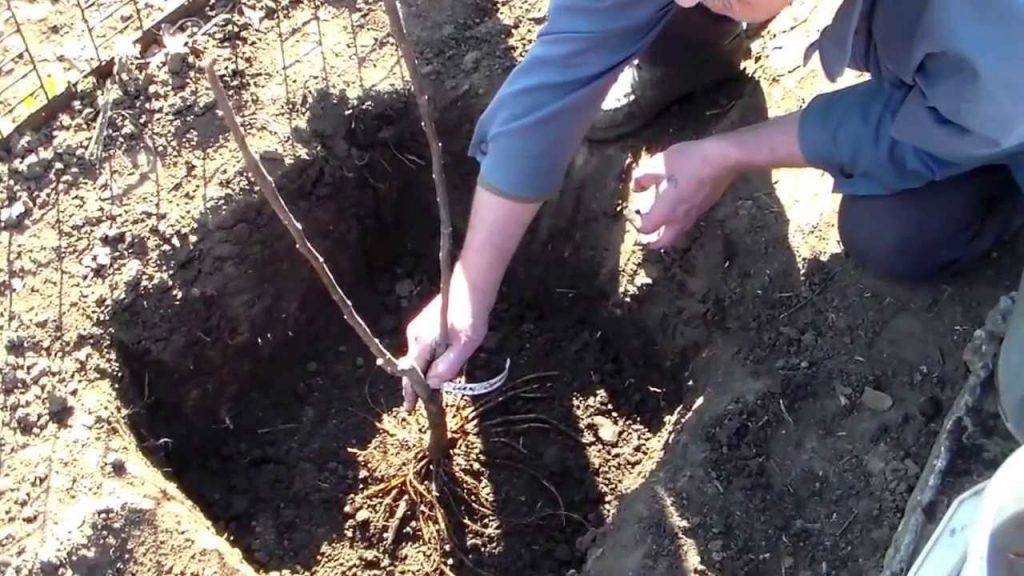 Cultivation of figs in the southern and northern regions