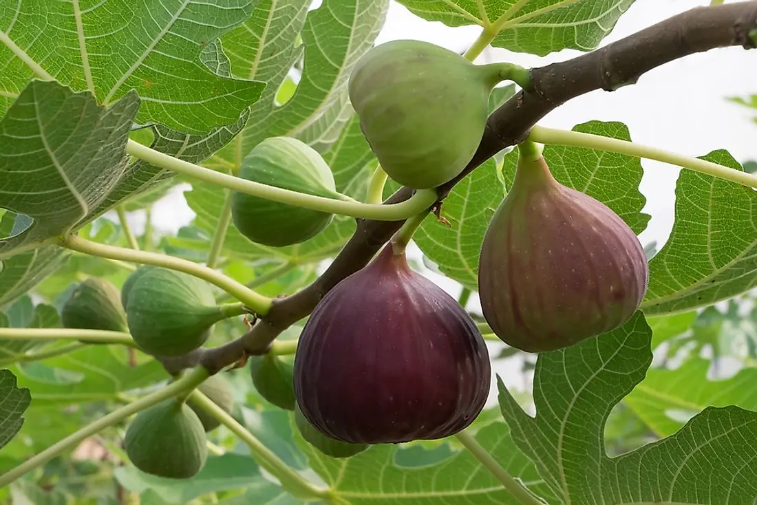 Cultivation of figs in the southern and northern regions