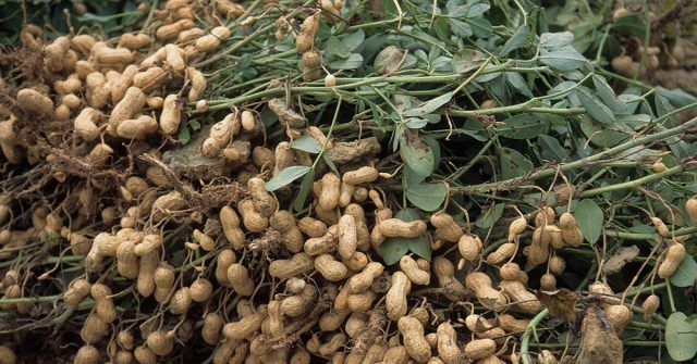 Cultivation of peanut (peanut)