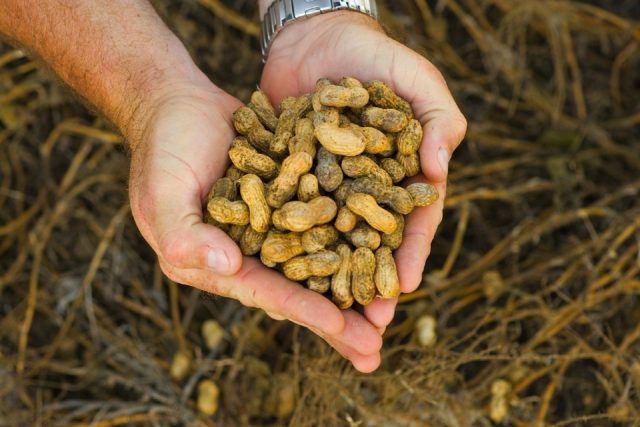 Cultivation of peanut (peanut)