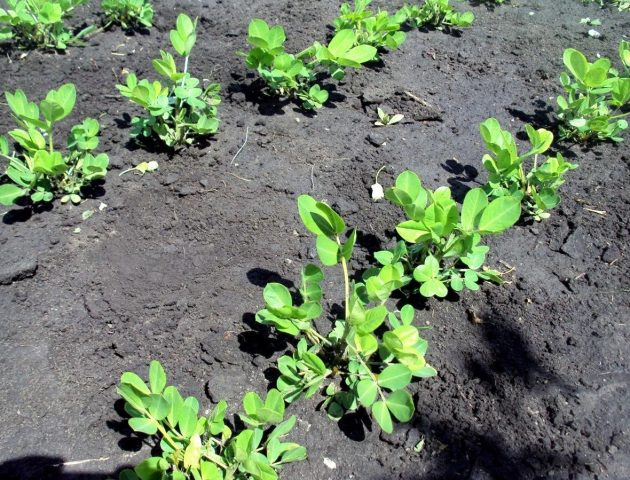 Cultivation of peanut (peanut)