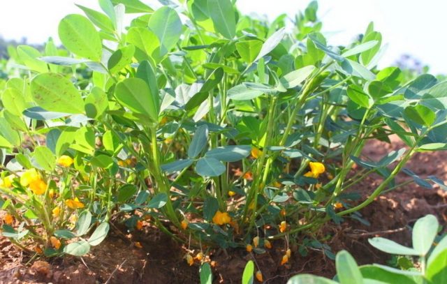 Cultivation of peanut (peanut)