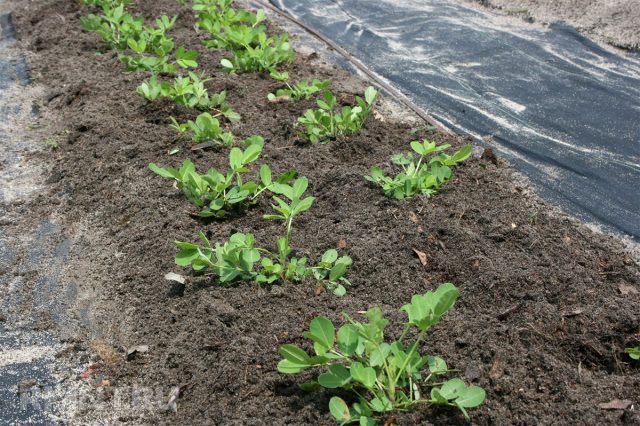 Cultivation of peanut (peanut)