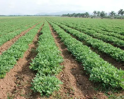 Cultivation of peanut (peanut)